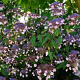 Hydrangea vill. 'Anthony Bullivant' 150-175 cm 20L