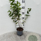 Hypericum androsaemum 30-40 cm C1.3