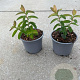 Hypericum calycinum 10-15 cm C1.3