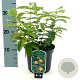 Hypericum calycinum 20-25 cm 2,0L