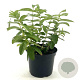 Hypericum calycinum 20-25 cm 2,0L