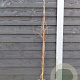 Parthenocissus quinq.engelmannii 150-175 cm vierkant rond 5,5L