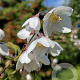 Philadelphus delavayi 175-200 cm 15L struik