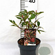 Photinia fraseri Louise 40-50 cm 3,0L