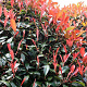 Photinia fraseri 'Mandarino' 25-30 cm 2,0L