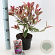 Photinia fraseri Pink Marble 25-30 cm 2,0L