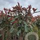 Photinia fraseri 'Red Robin' 200 cm stam 10L