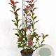 Photinia Magical Volcano 40-60 cm 3,0L
