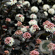 Physocarpus opulif. 'Diabolo' 30-40 cm 2,0L