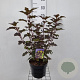 Physocarpus opulif. 'Diabolo' 40-60 cm 5,0L