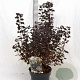 Physocarpus opulif. Little Joker 30-50 cm 3,0L