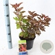 Physocarpus opulif. Magic Ball 30-40 cm 3,0L