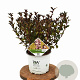 Physocarpus opulif. Tiny Wine 30-50 cm 3,0L