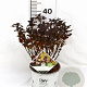 Physocarpus opulif. Tiny Wine 30-50 cm 3,0L
