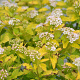 Physocarpus opulif. Tiny Wine Gold 30-50 cm 3,0L