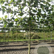 Platanus hispanica 12-14 HO draadkluit LEIVORM 200 cm stam
