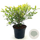 Ilex attenuata 'Sunny Foster' 25-30 cm 3,0L