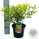 Ilex attenuata 'Sunny Foster' 25-30 cm 3,0L