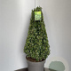 Ilex crenata 'Caroline Upright' 70-80 cm 15L kegel