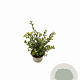 Ilex crenata Dark Green 10-15 cm P9 struik