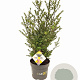 Ilex crenata Dark Green 60-80 cm 7,5L struik