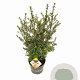 Ilex crenata Dark Green 60-80 cm 7,5L struik