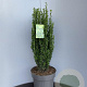 Ilex crenata 'Fastigiata' 80-100 cm 15L