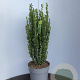 Ilex crenata 'Fastigiata' 80-100 cm 20L