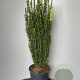 Ilex crenata 'Fastigiata' 90-100 cm 18L spiraal