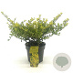 Ilex crenata 'Golden Gem' 20-25 cm 2,0L struik