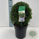Ilex crenata 'Stokes' 25-30 cm 4,0L bol antraciet