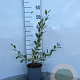 Salix cinerea 40-60 cm 2,0L