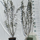 Salix repens 60-80 cm 2,0L