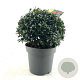 Ilex meserv. Blue Maid 40 cm 15L bol