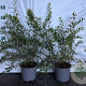 Spiraea arguta 40-60 cm 2,0L