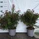 Spiraea jap. 'Anthony Waterer' 25-30 cm 2,0L