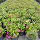 Spiraea jap. 'Anthony Waterer' 30-40 cm 2,0L