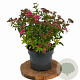 Spiraea jap. 'Anthony Waterer' 30-40 cm 3,0L