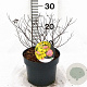 Spiraea jap. 'Firelight' 30-40 cm 3,0L