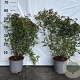 Spiraea jap. 'Froebelii' 40-60 cm 2,0L