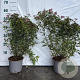 Spiraea jap. 'Froebelii' 40-60 cm 2,0L