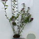 Spiraea jap. 'Froebelii' 80-100 cm 5,0L