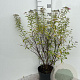 Spiraea jap. 'Genpei' 40-60 cm 5,0L