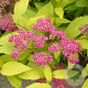 Spiraea jap. 'Golden Princess' GM P9