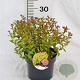 Spiraea jap. 'Goldflame' 30-40 cm 3,0L