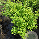 Spiraea jap. 'Little Princess' 25-30 cm 3,0L