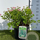 Spiraea jap. 'Little Princess' 25-30 cm 3,0L