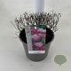 Spiraea jap. 'Little Princess' 25-30 cm 3,0L