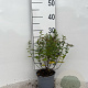 Spiraea jap. 'Manon' 20-25 cm C1.3