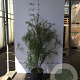 Spiraea thunbergii 40-60 cm 5,0L
